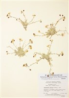 藏品(北囊芥)的圖片